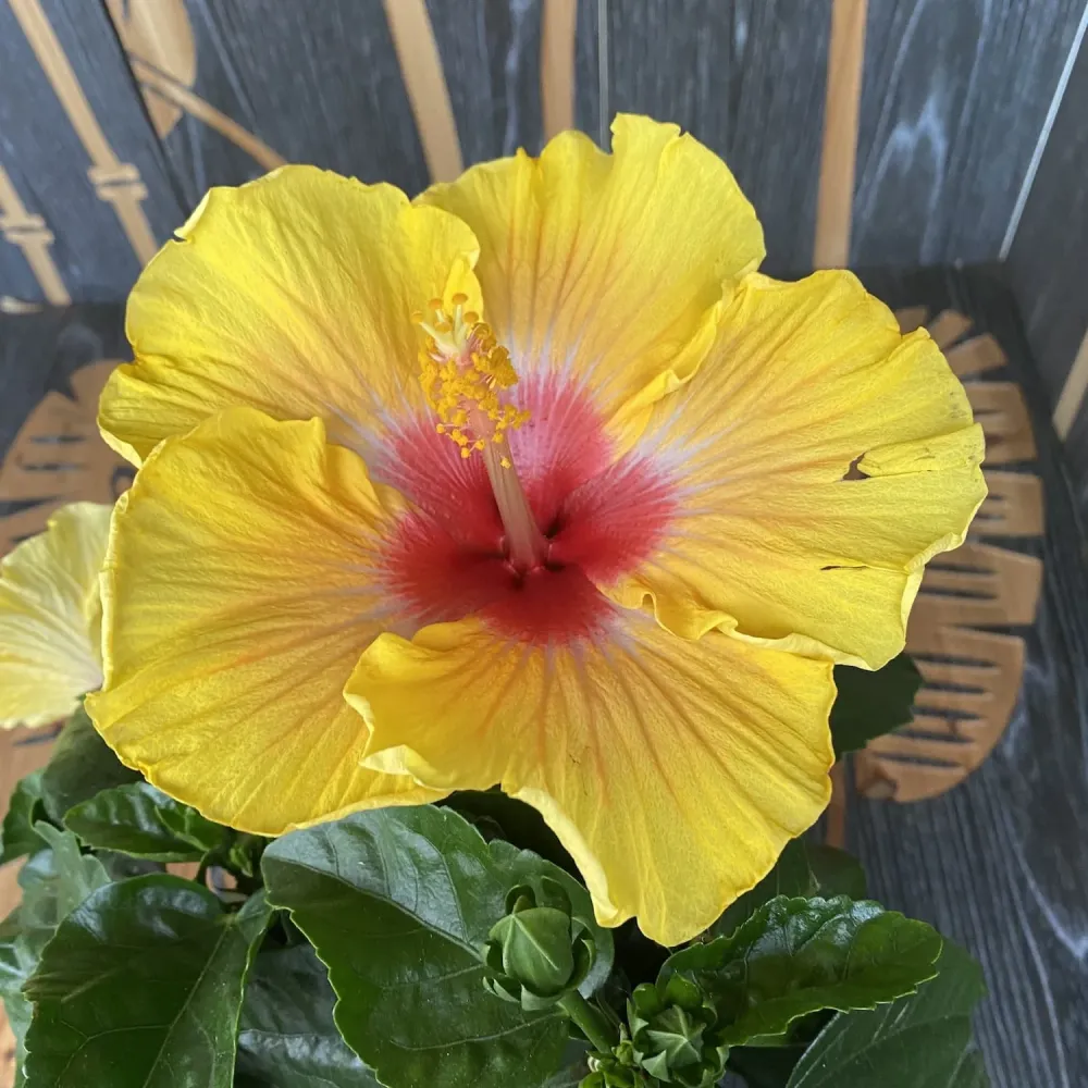 Hibiscus galben cu floarea mare (2plante/ghiveci)