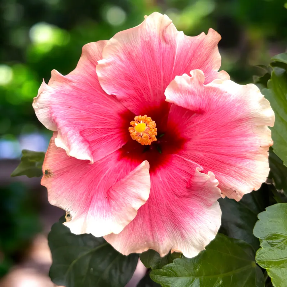 Hibiscus ‘Grace’ – varietate tropicala cu inflorire spectaculoasa