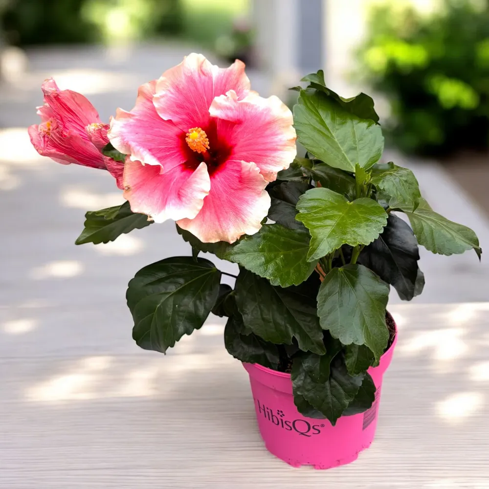 Hibiscus ‘Grace’ – varietate tropicala cu inflorire spectaculoasa
