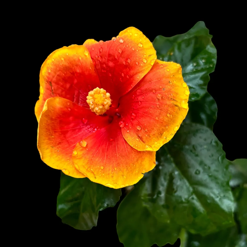 Hibiscus Hawaii 'Long Life' Pacific Fire - flori XL 2pp