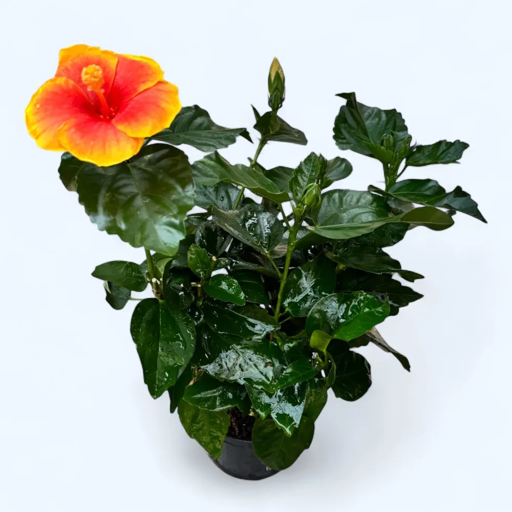 Hibiscus Hawaii 'Long Life' Pacific Fire - flori XL 2pp