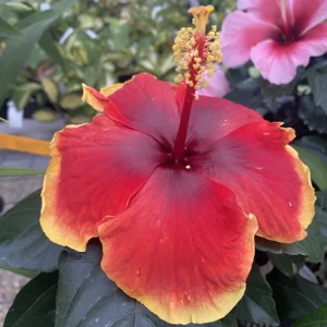 Hibiscus Hawaii 'Long Life' Red Fire