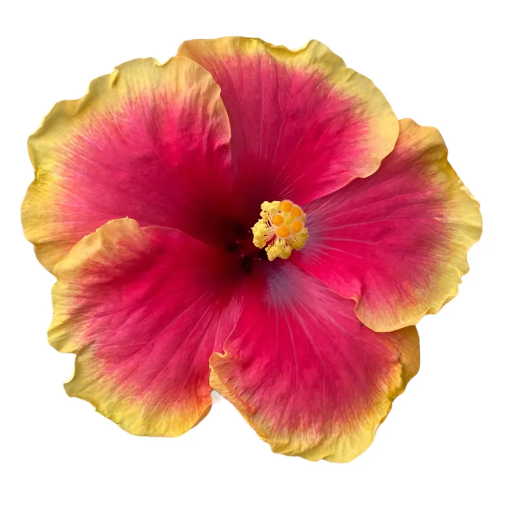 Hibiscus Hawaii ‘Long Life’ Tivoli - flori XL 2pp