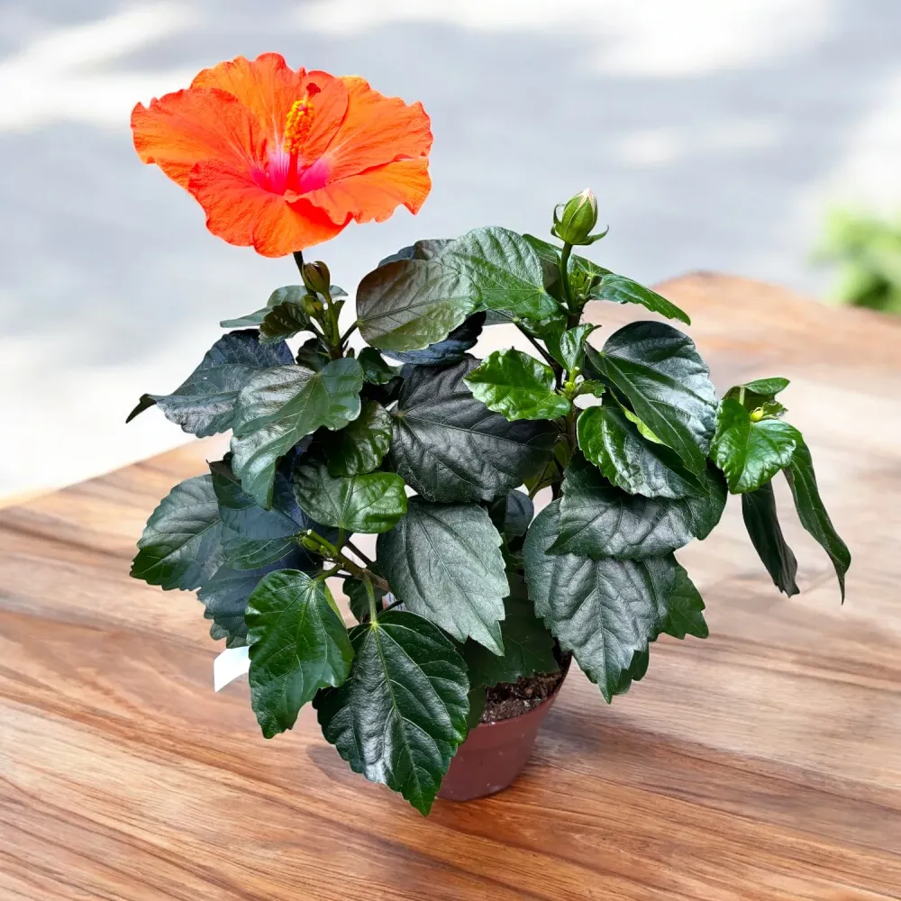 Hibiscus Hera - flori XL (2 plante/ghiveci)