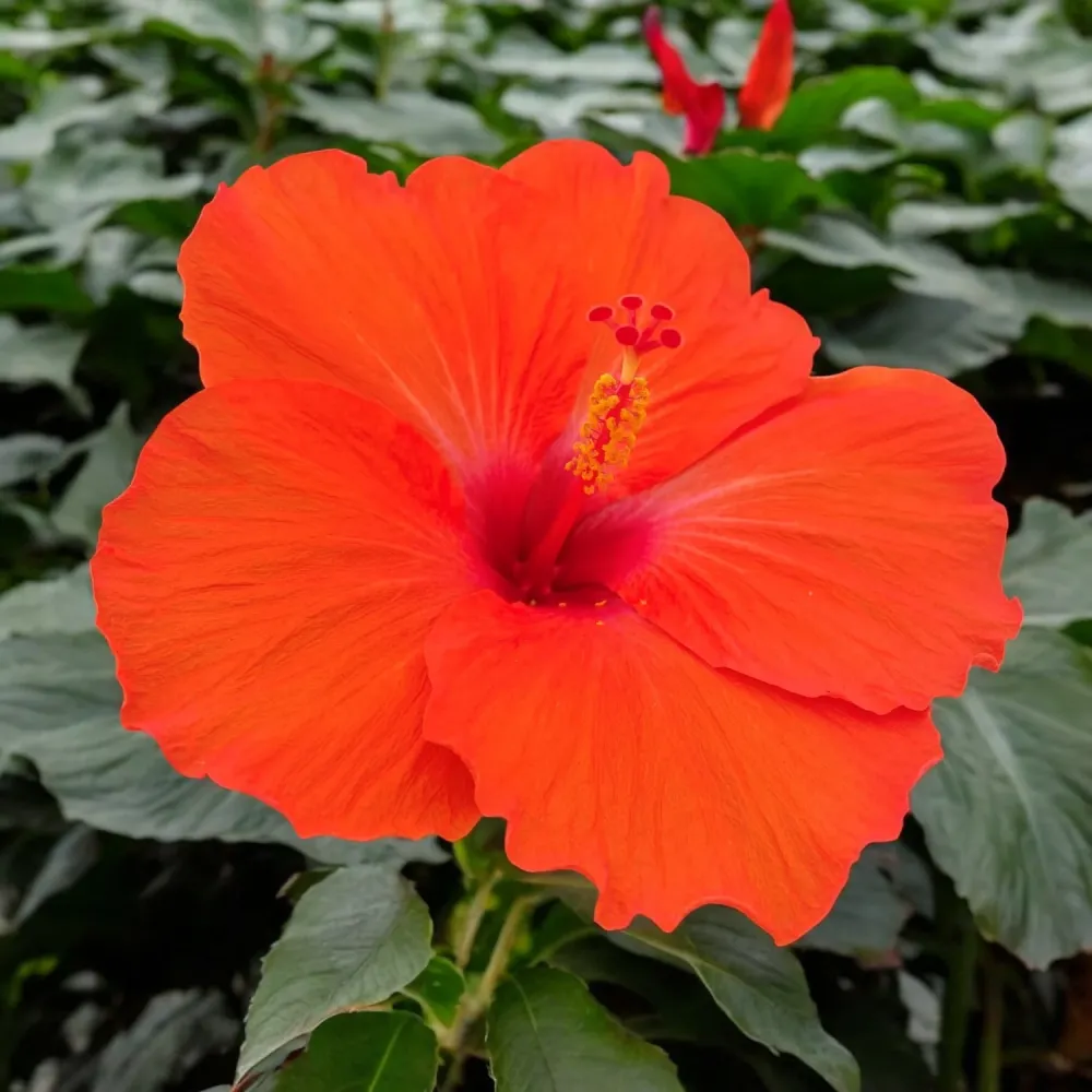 Hibiscus Hera - flori XL (2 plante/ghiveci)