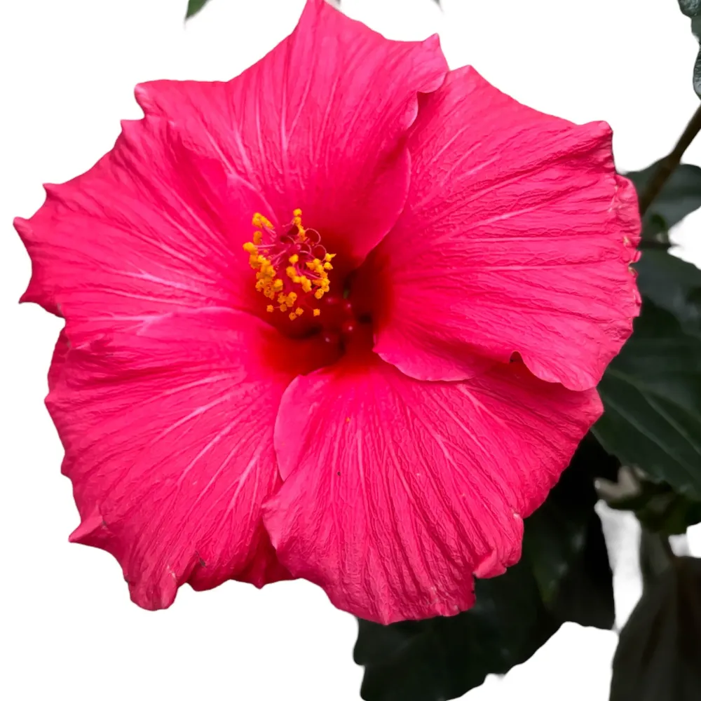 Hibiscus 'Juno'- flori XL roz intens