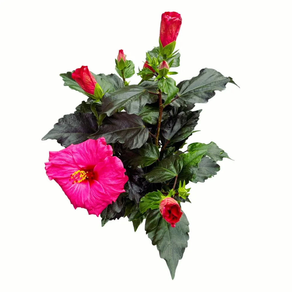 Hibiscus 'Juno'- flori XL roz intens