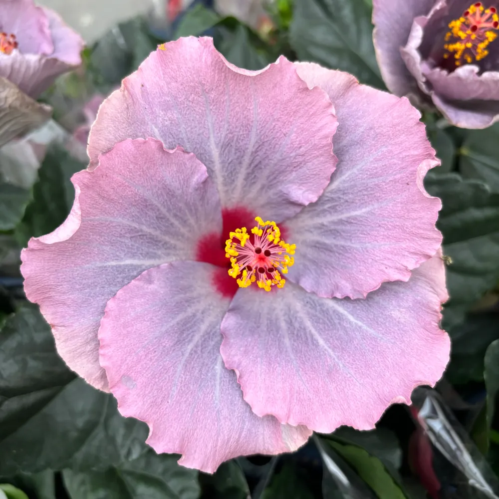 Hibiscus Long Life 'Cato Purple' (2 plante/ghiveci)