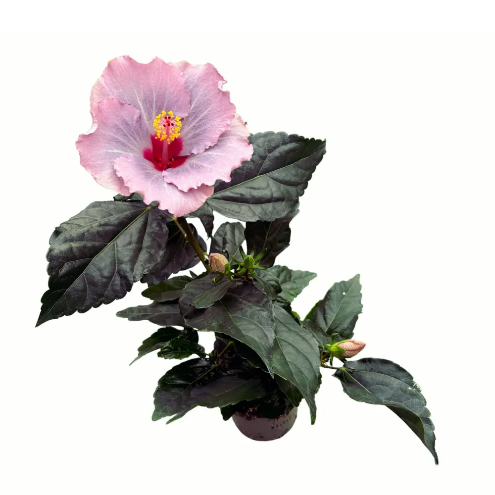 Hibiscus Long Life 'Cato Purple' (2 plante/ghiveci)