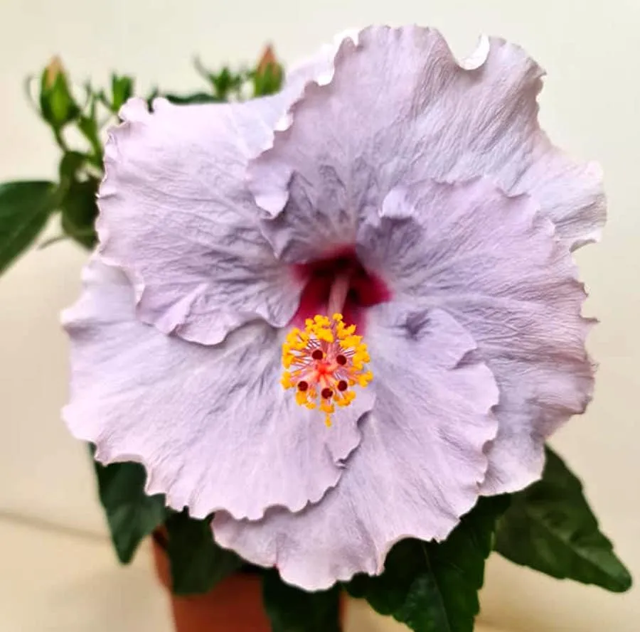 Hibiscus Long Life 'Cato Purple' (2 plante/ghiveci)