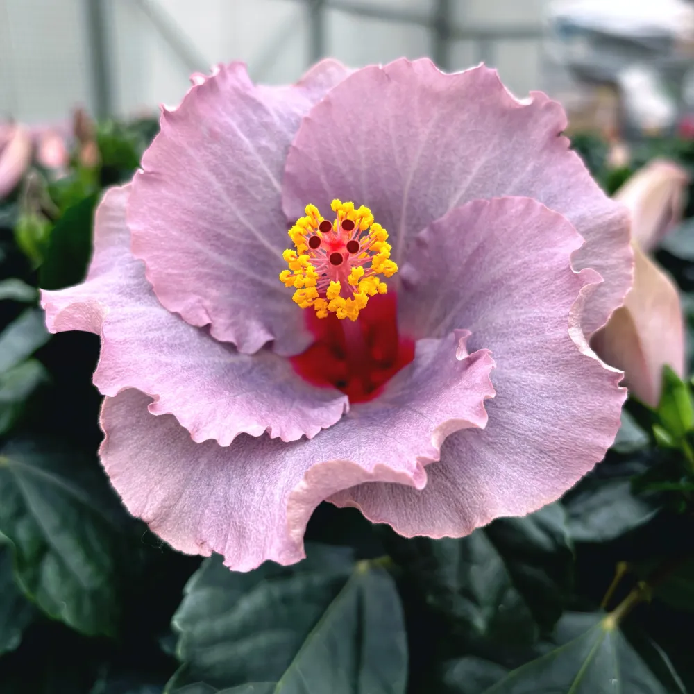 Hibiscus Long Life 'Cato Purple' (2 plante/ghiveci)