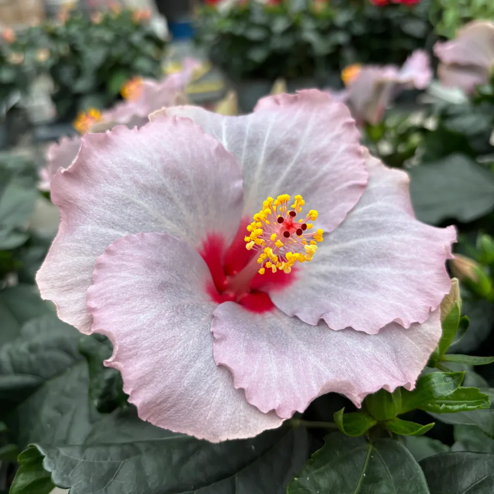 Hibiscus Long Life 'Cato Purple' (2 plante/ghiveci)