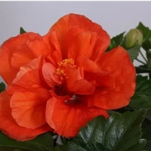 Hibiscus Madrid - Trandafir japonez portocaliu floarea dubla
