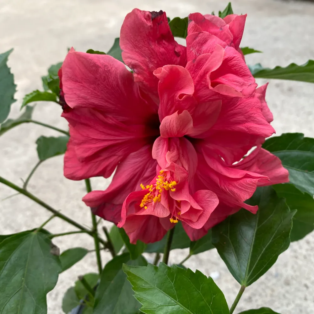 Hibiscus mix - Trandafir japonez cu floarea dubla