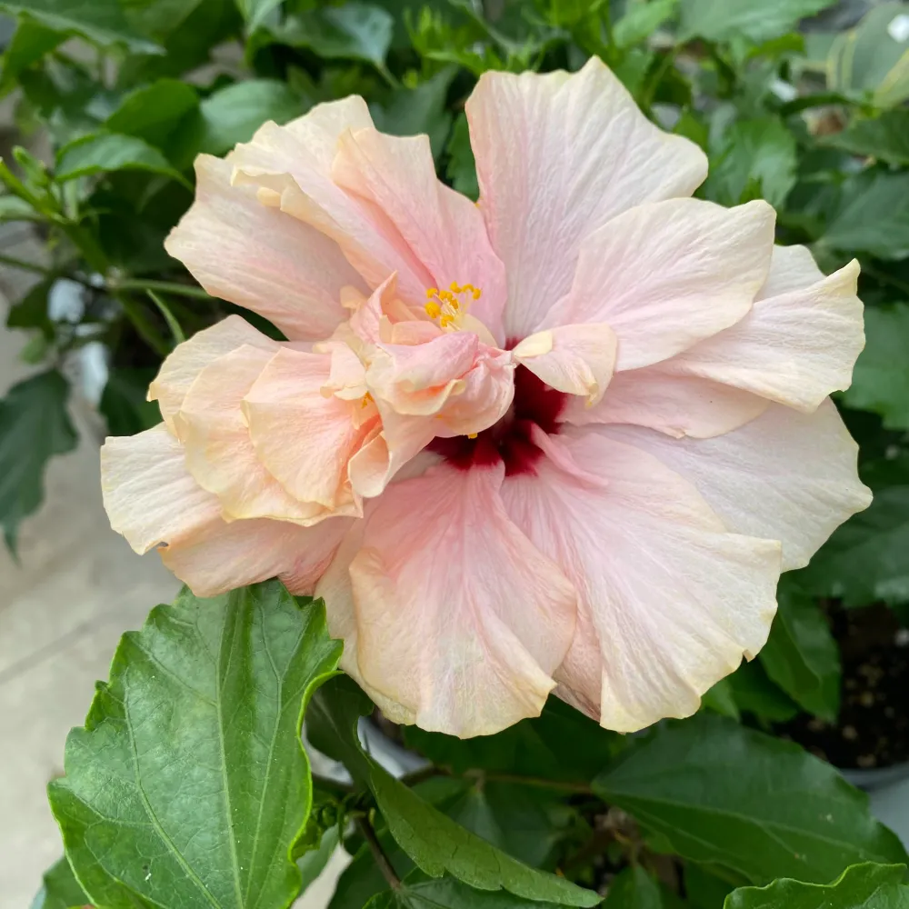 Hibiscus mix - Trandafir japonez cu floarea dubla