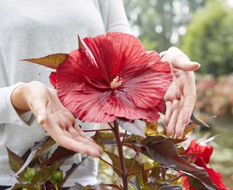 Hibiscus moscheutos Carousel ‘Geant Red’ – hibiscus de gradina cu flori rosii gigantice