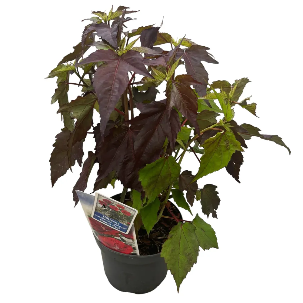 Hibiscus moscheutos Carousel ‘Geant Red’ – hibiscus de gradina cu flori rosii gigantice
