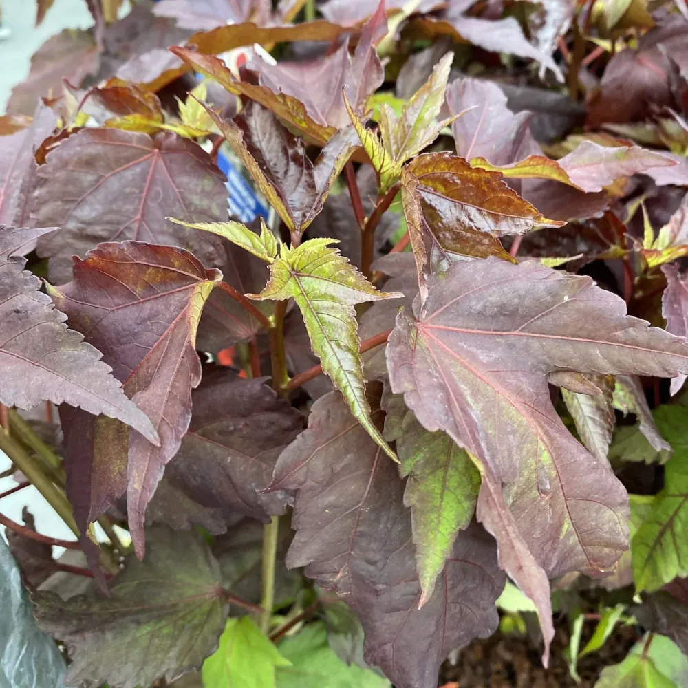 Hibiscus moscheutos Carousel ‘Geant Red’ – hibiscus de gradina cu flori rosii gigantice