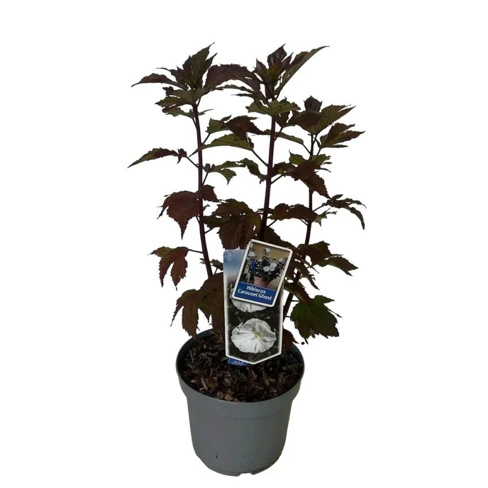 Hibiscus moscheutos ‘Carousel Ghost’ – hibiscus de gradina cu flori albe imense si frunzis inchis
