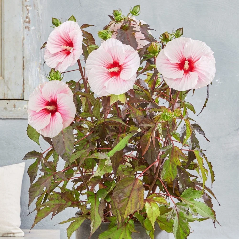 Hibiscus moscheutos Carousel ‘Pink Candy’ - hibiscus de gradina cu flori roz uriase