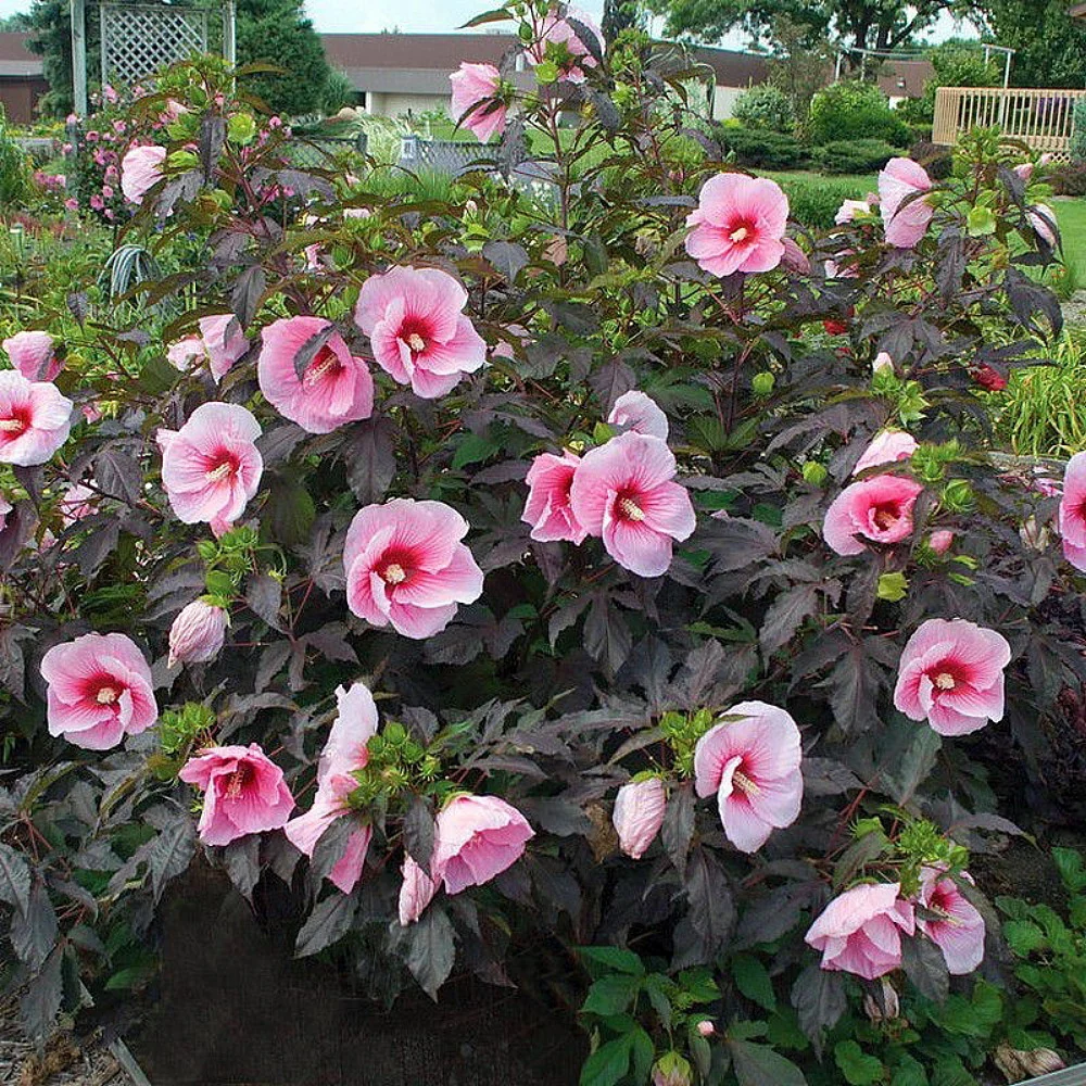 Hibiscus moscheutos Carousel ‘Pink Candy’ - hibiscus de gradina cu flori roz uriase