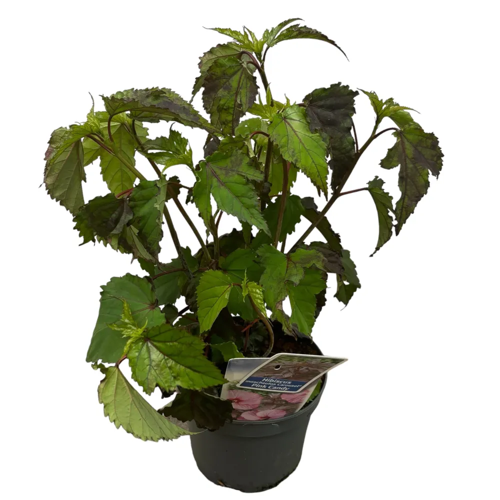 Hibiscus moscheutos Carousel ‘Pink Candy’ - hibiscus de gradina cu flori roz uriase