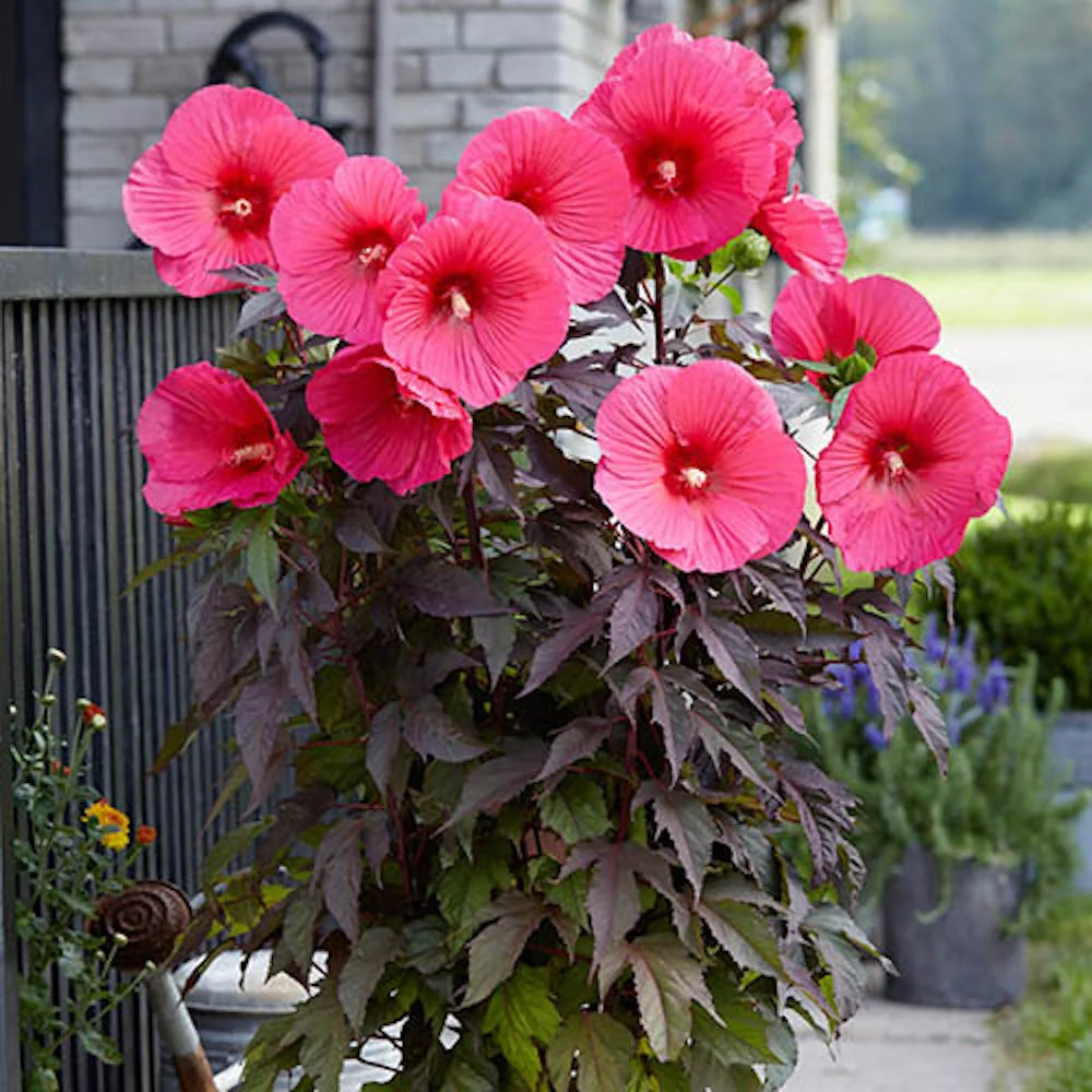 Hibiscus moscheutos Carousel ‘Pink Passion’ - hibiscus de gradina cu flori roz uriase
