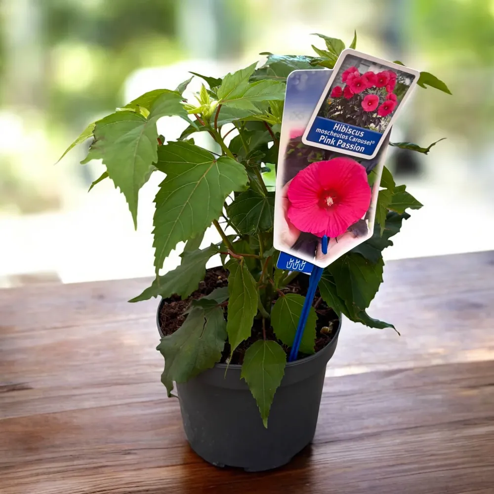 Hibiscus moscheutos Carousel ‘Pink Passion’ - hibiscus de gradina cu flori roz uriase