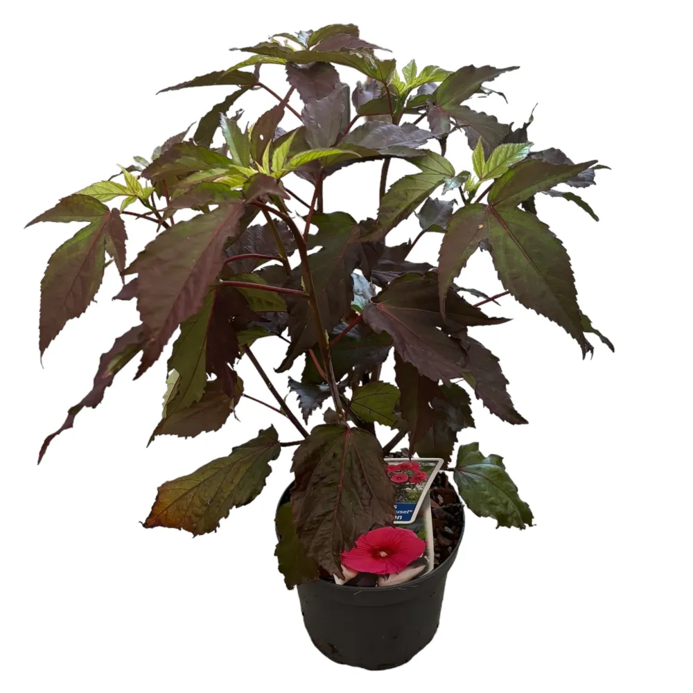 Hibiscus moscheutos Carousel ‘Pink Passion’ - hibiscus de gradina cu flori roz uriase