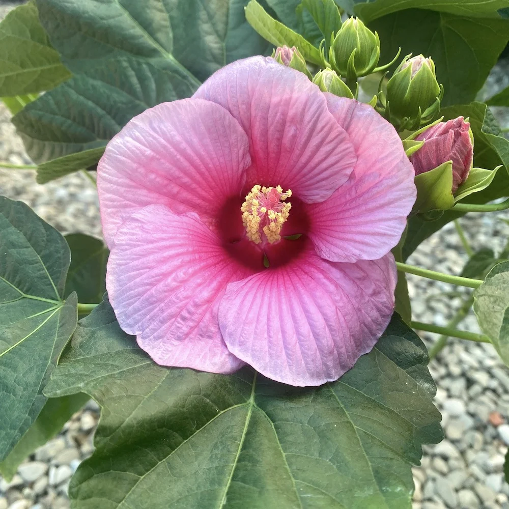 Hibiscus moscheutos Extreme Hot Pink *de gradina (fara flori)