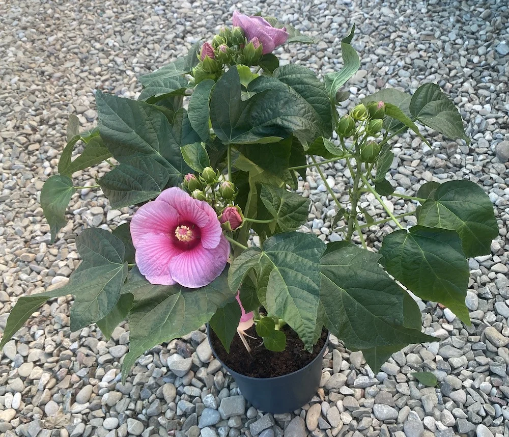 Hibiscus moscheutos Extreme Hot Pink *de gradina (fara flori)