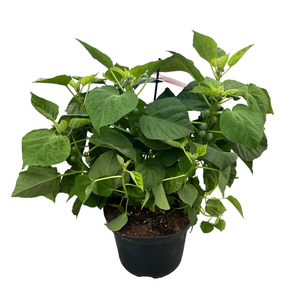 Hibiscus Moscheutos Luna Pink, cu flori roz XXL (de gradina)