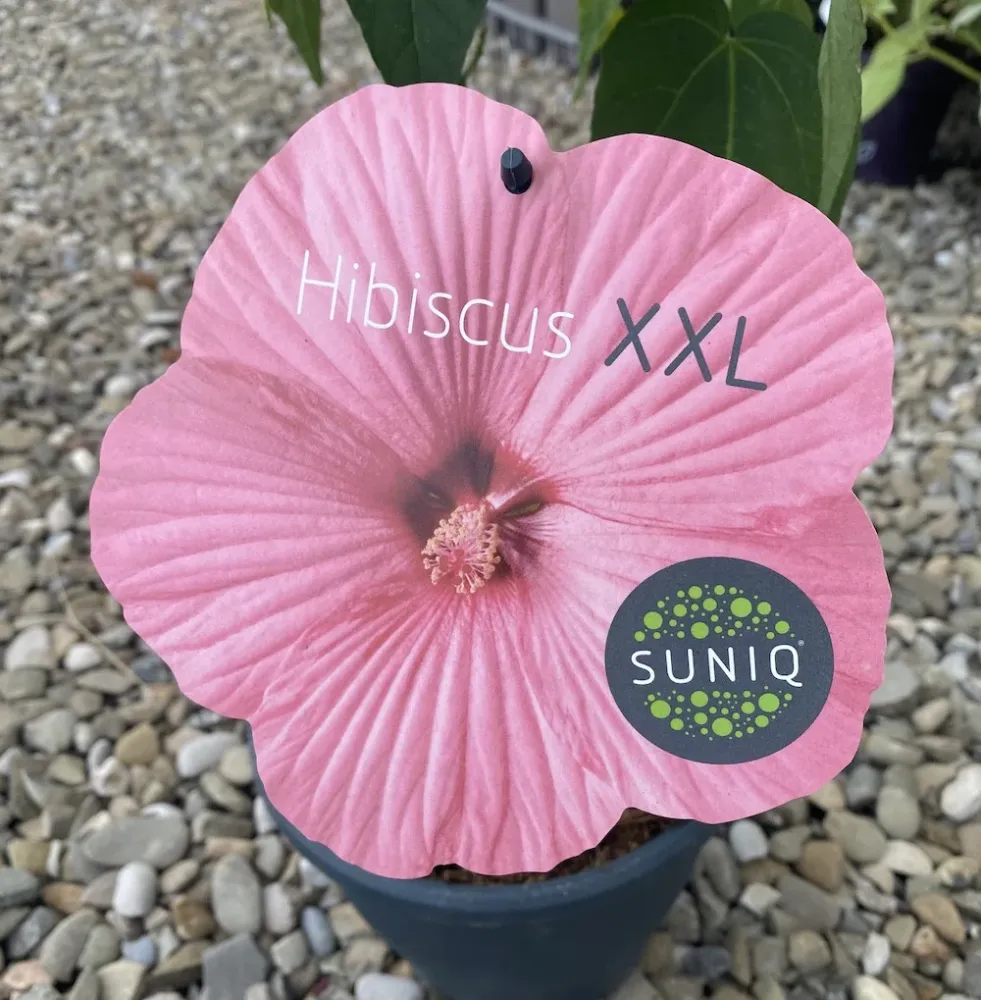 Hibiscus Moscheutos Luna Pink, cu flori roz XXL (de gradina)