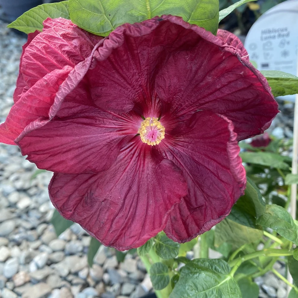 Hibiscus Moscheutos Luna Red, cu flori XXL (de gradina)