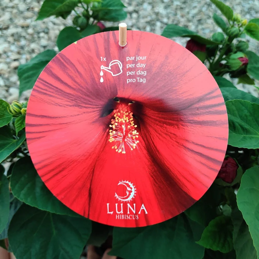Hibiscus Moscheutos Luna Red, cu flori XXL (de gradina)