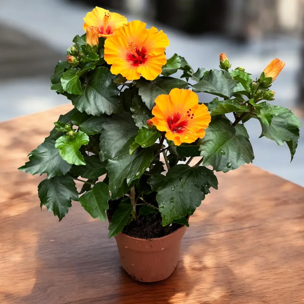 Hibiscus Petite Orange (2-3 plante/ghiveci)