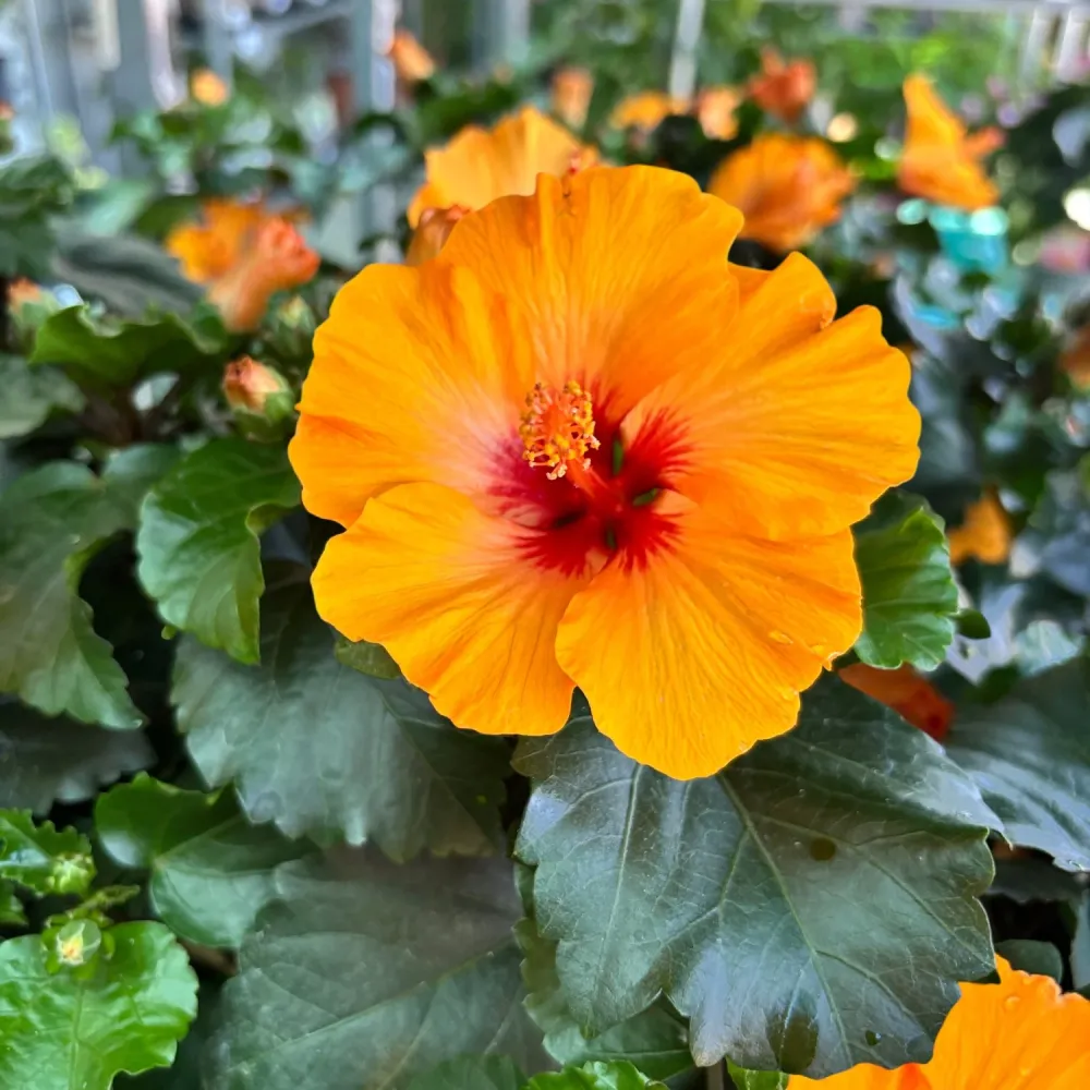 Hibiscus Petite Orange (2-3 plante/ghiveci)