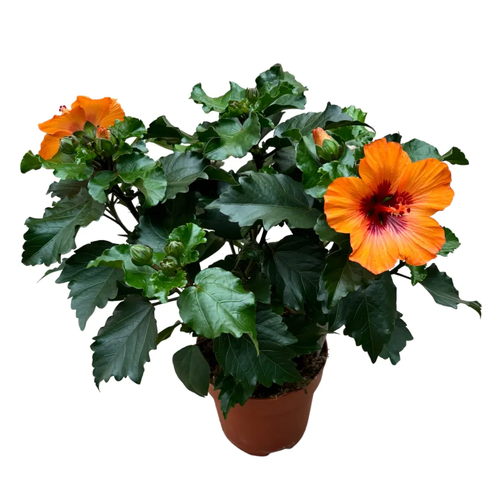 Hibiscus Petite Orange (2-3 plante/ghiveci)