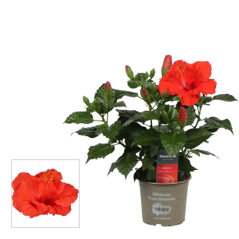 Hibiscus ‘Premiere’ – floare tropicala cu inflorire abundenta