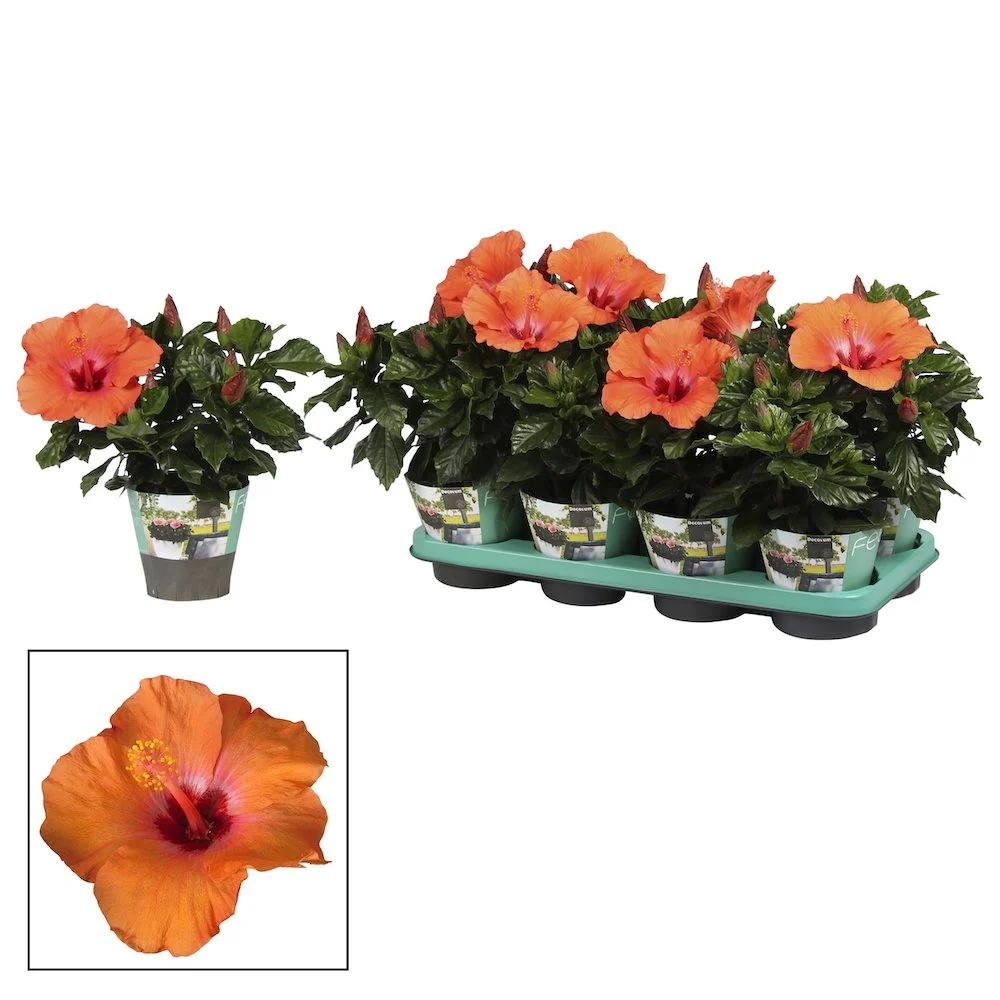 Hibiscus rosa-sinensis Circus - trandafir japonez cu floarea mare