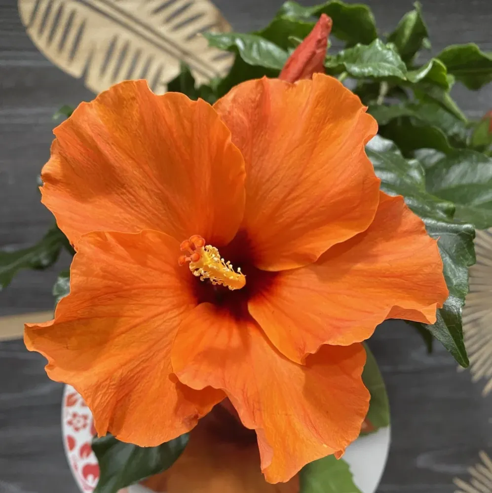 Hibiscus rosa-sinensis Circus - trandafir japonez cu floarea mare