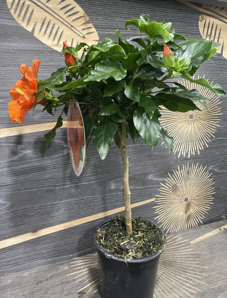 Hibiscus rosa-sinensis Circus - trandafir japonez cu floarea mare