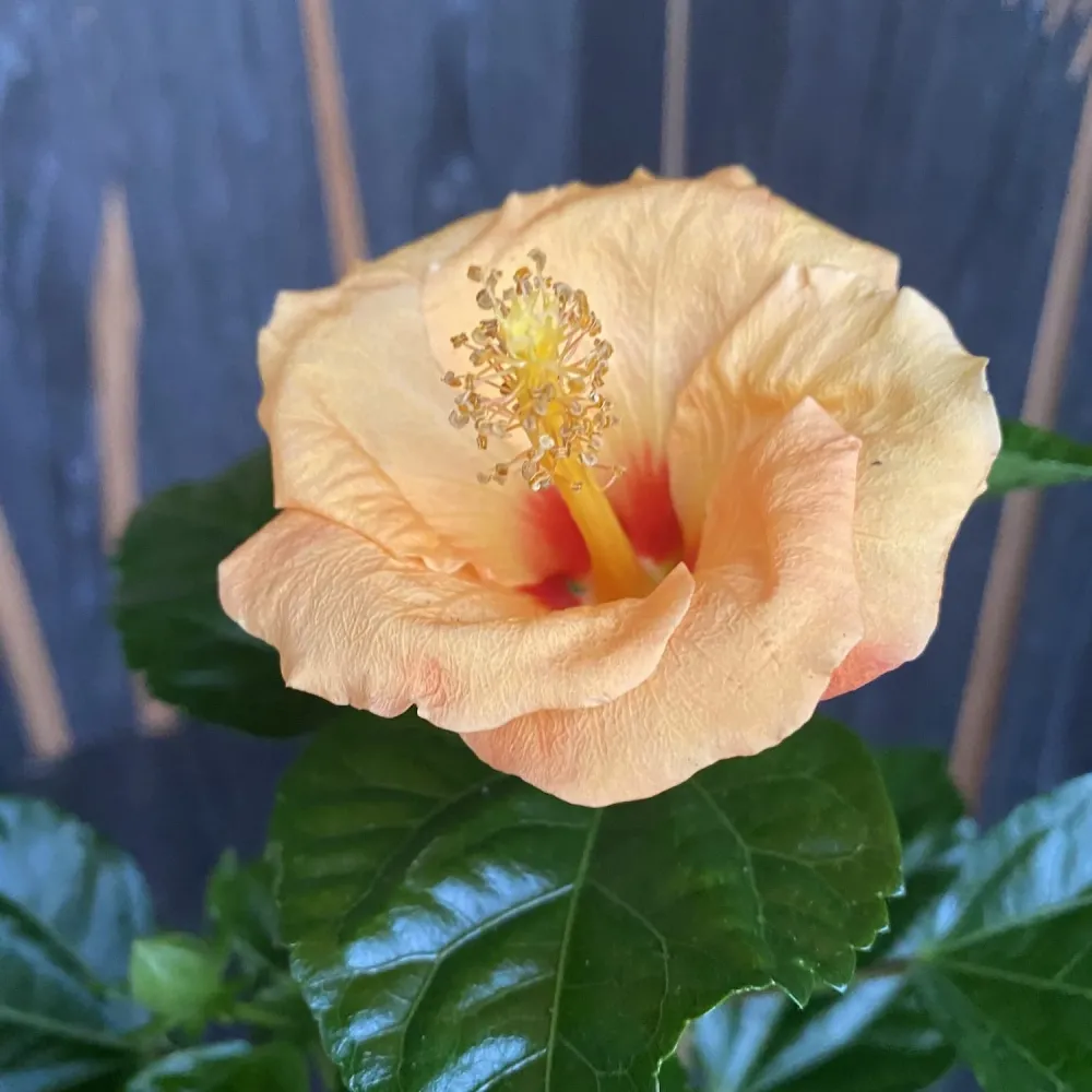 Hibiscus rosa-sinensis Daphne - 2plante/ghiveci