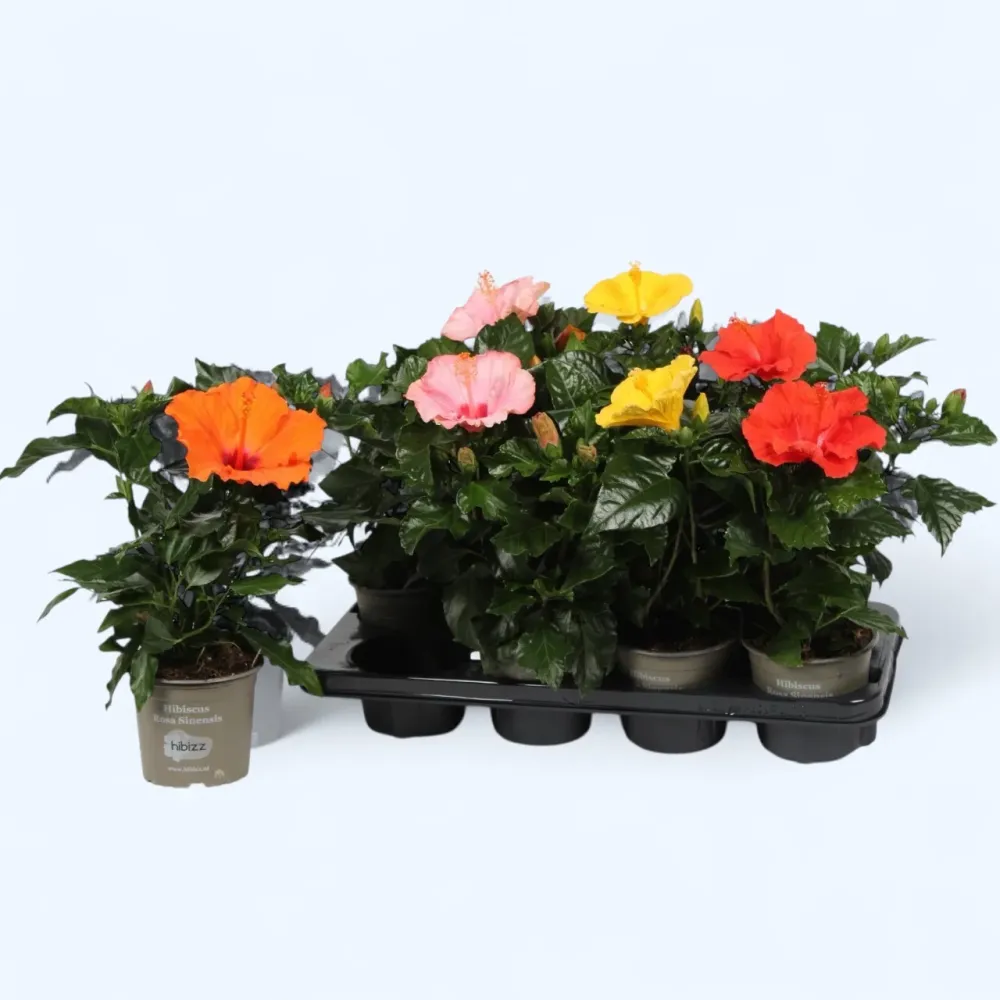 Hibiscus rosa-sinensis mix (Trandafir japonez cu floarea simpla) 1-2 plante/ghiveci