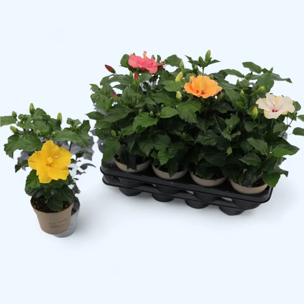 Hibiscus rosa-sinensis mix (Trandafir japonez cu floarea simpla) 1-2 plante/ghiveci
