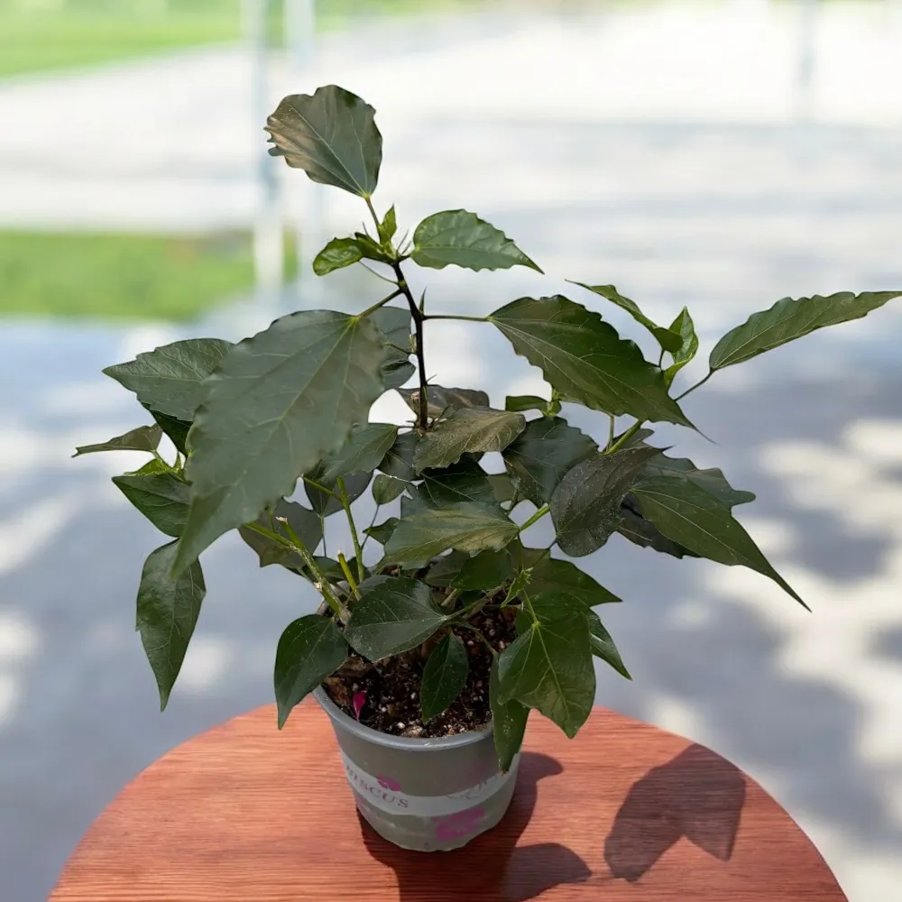 Hibiscus rosa-sinensis mix (Trandafir japonez cu floarea simpla) 1-2 plante/ghiveci