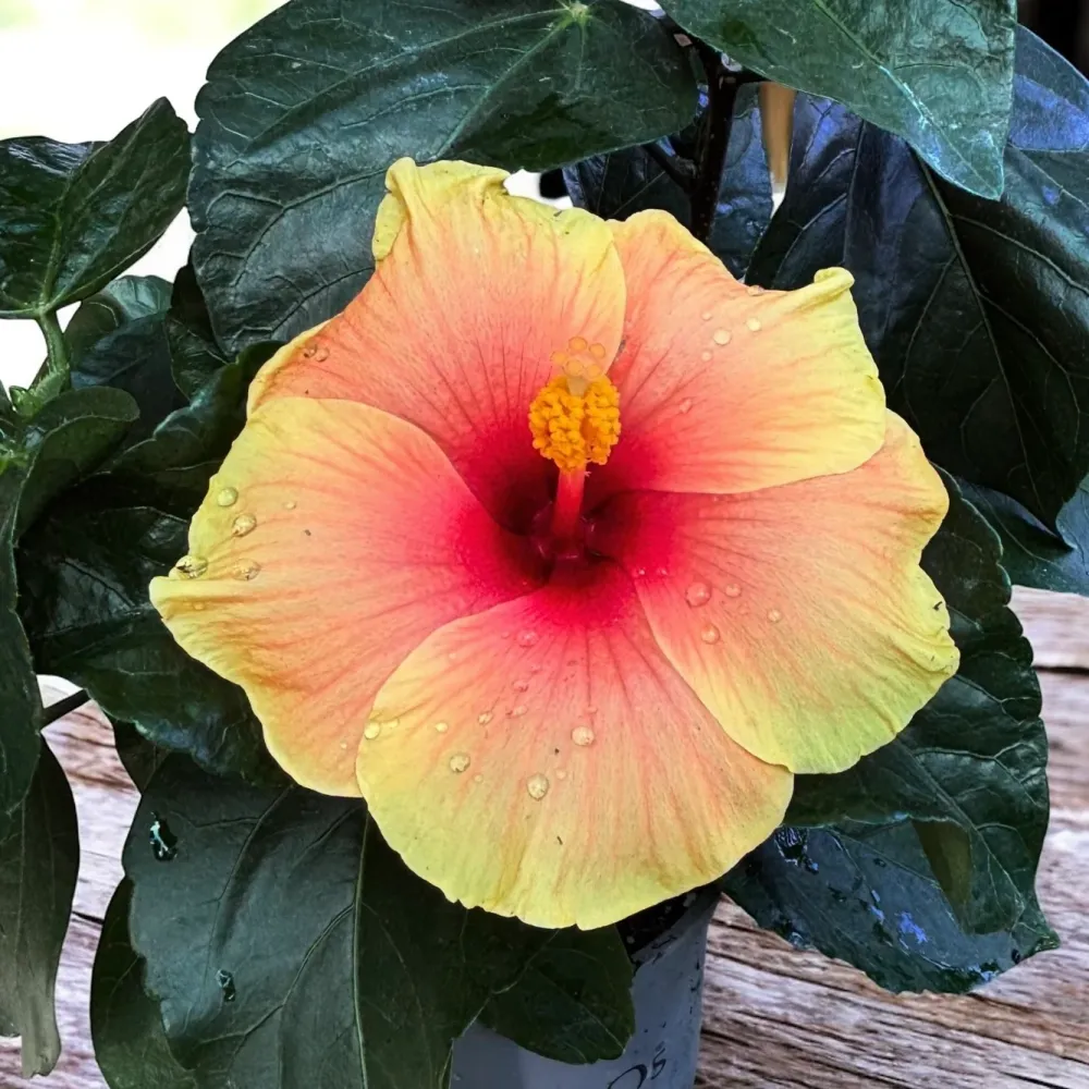 Hibiscus rosa-sinensis 'New Apollo' - flori XL (2-3 plante/ghiveci)