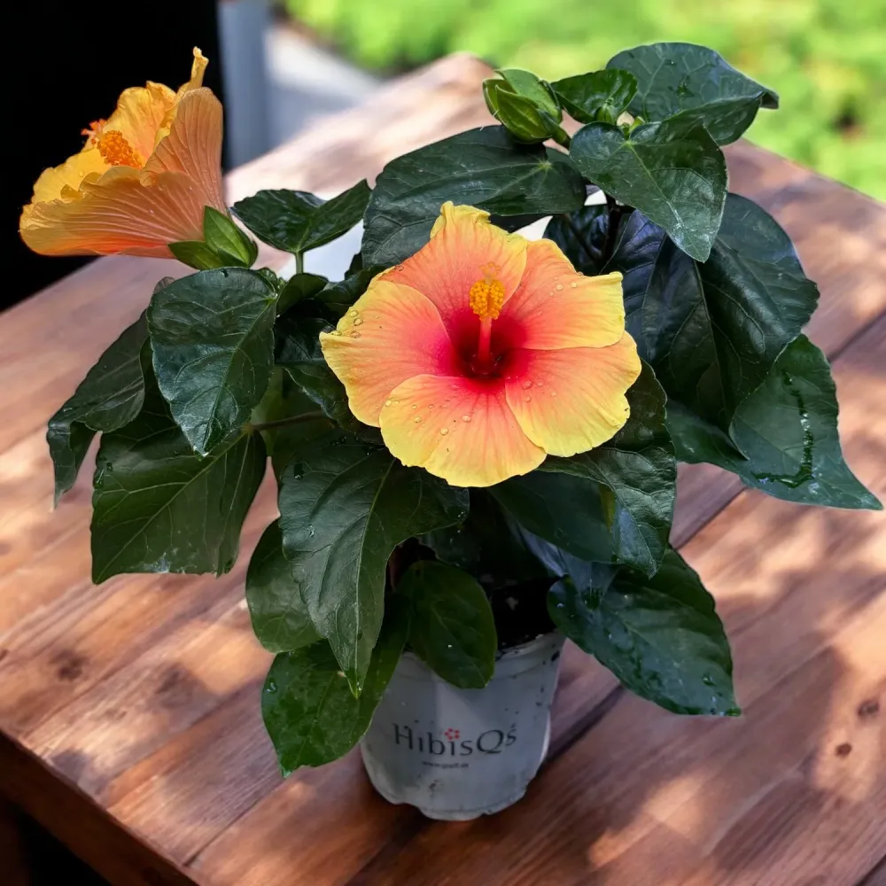 Hibiscus rosa-sinensis 'New Apollo' - flori XL (2-3 plante/ghiveci)