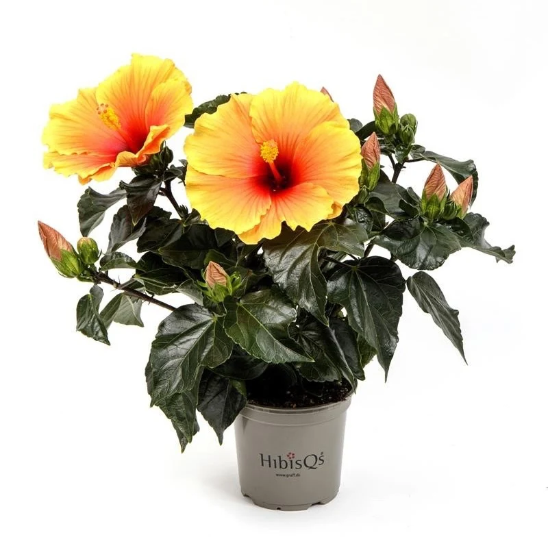 Hibiscus rosa-sinensis 'New Apollo' - flori XL (2-3 plante/ghiveci)
