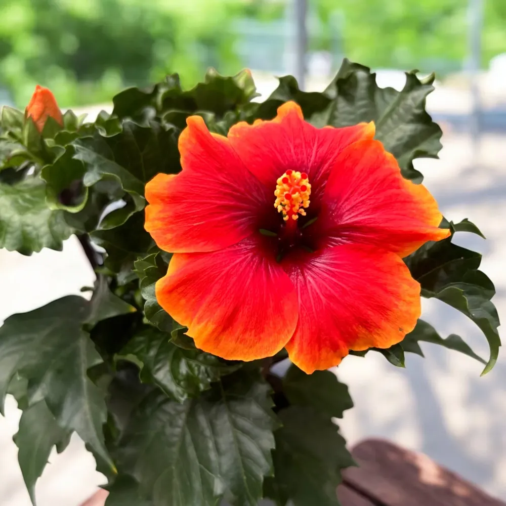 Hibiscus rosa-sinensis ‘Notus’ (2-3 plante/ghiveci)